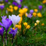 Kunnen we de bloemetjes buitenzetten?