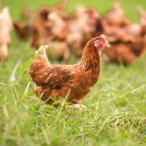 Pasen vieren met witte of bruine eieren?